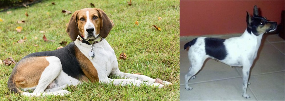 Miniature Fox Terrier vs American English Coonhound - Breed Comparison