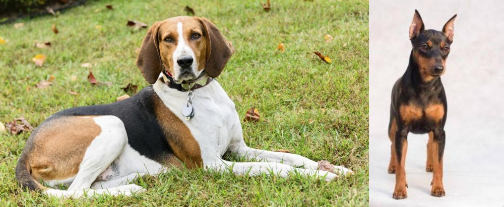 Miniature Pinscher vs American English Coonhound - Breed Comparison