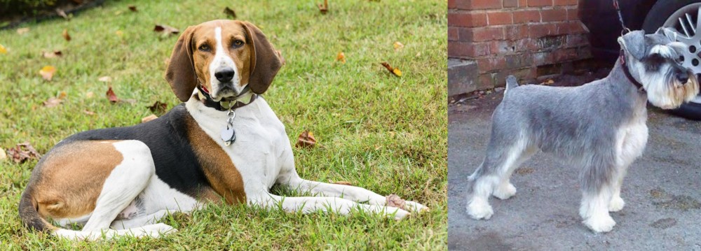 Miniature Schnauzer vs American English Coonhound - Breed Comparison