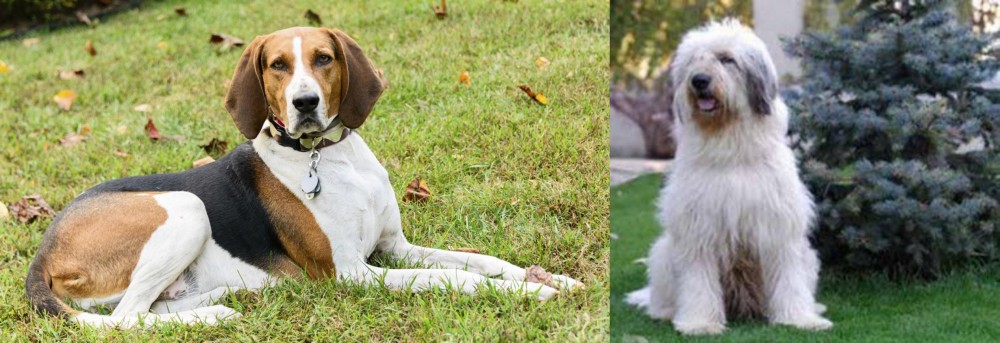 Mioritic Sheepdog vs American English Coonhound - Breed Comparison