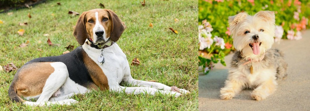 Morkie vs American English Coonhound - Breed Comparison