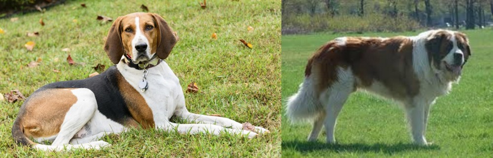 Moscow Watchdog vs American English Coonhound - Breed Comparison