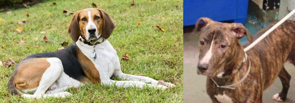 Mountain View Cur vs American English Coonhound - Breed Comparison