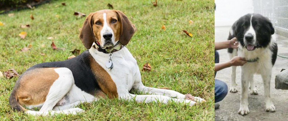 Mucuchies vs American English Coonhound - Breed Comparison