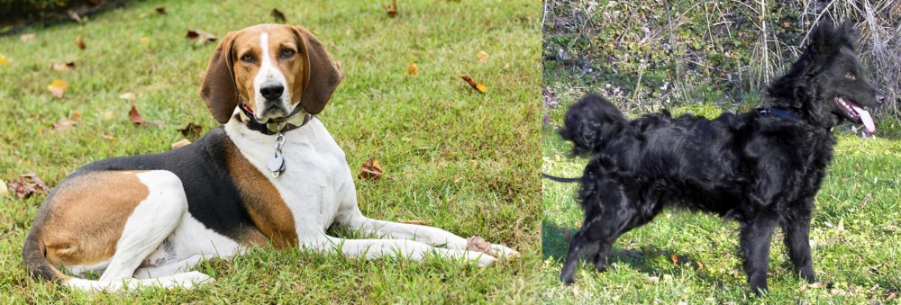 Mudi vs American English Coonhound - Breed Comparison