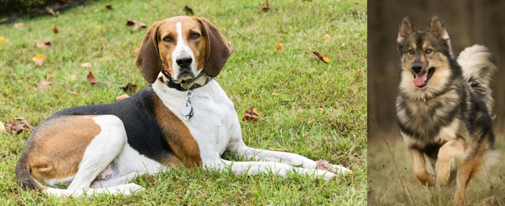 Native American Indian Dog vs American English Coonhound - Breed Comparison