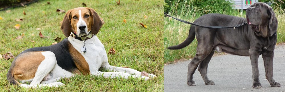 Neapolitan Mastiff vs American English Coonhound - Breed Comparison