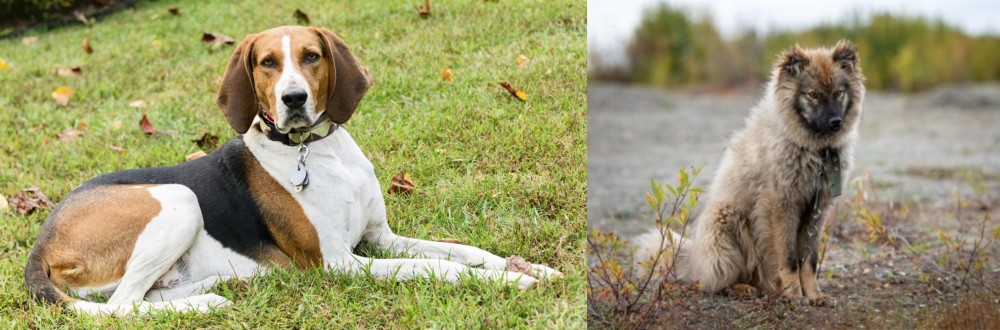 Nenets Herding Laika vs American English Coonhound - Breed Comparison
