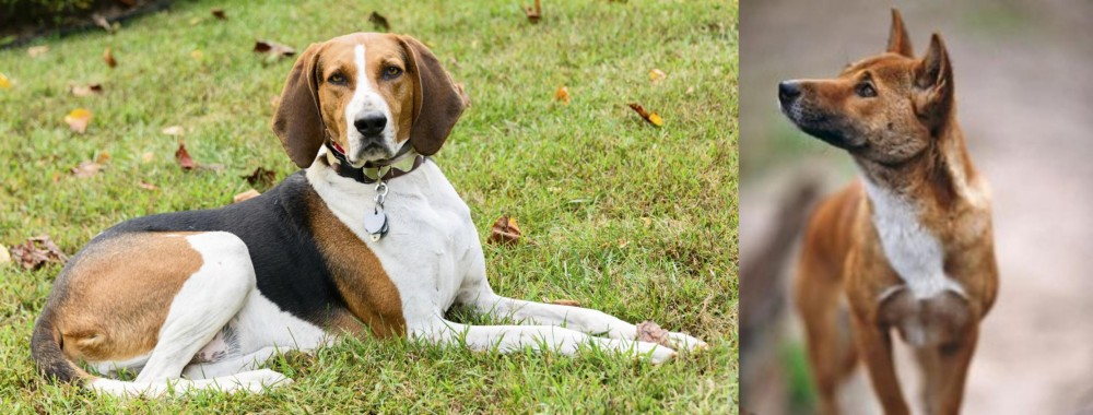 New Guinea Singing Dog vs American English Coonhound - Breed Comparison
