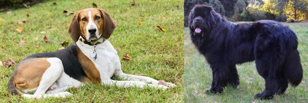 Newfoundland Dog vs American English Coonhound - Breed Comparison
