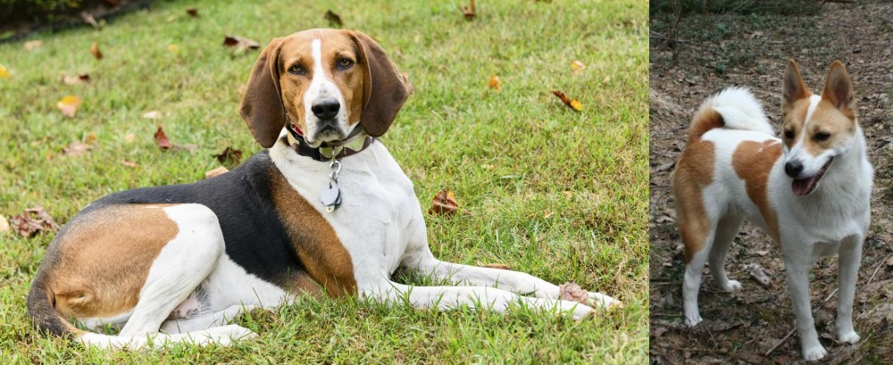 Norrbottenspets vs American English Coonhound - Breed Comparison