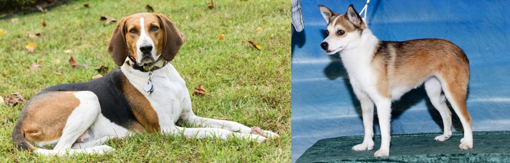 Norwegian Lundehund vs American English Coonhound - Breed Comparison