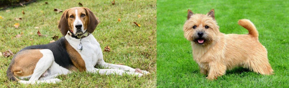 Norwich Terrier vs American English Coonhound - Breed Comparison