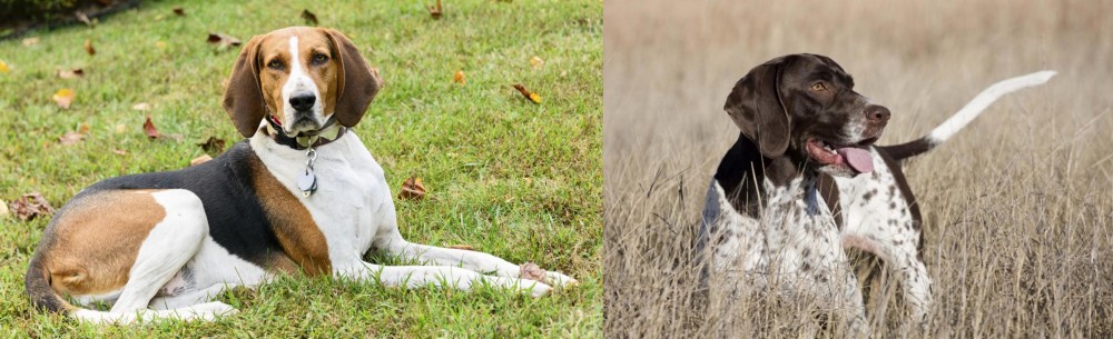 Old Danish Pointer vs American English Coonhound - Breed Comparison