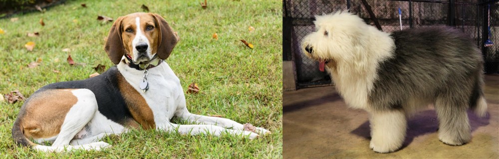 Old English Sheepdog vs American English Coonhound - Breed Comparison