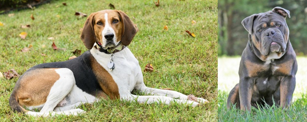 Olde English Bulldogge vs American English Coonhound - Breed Comparison