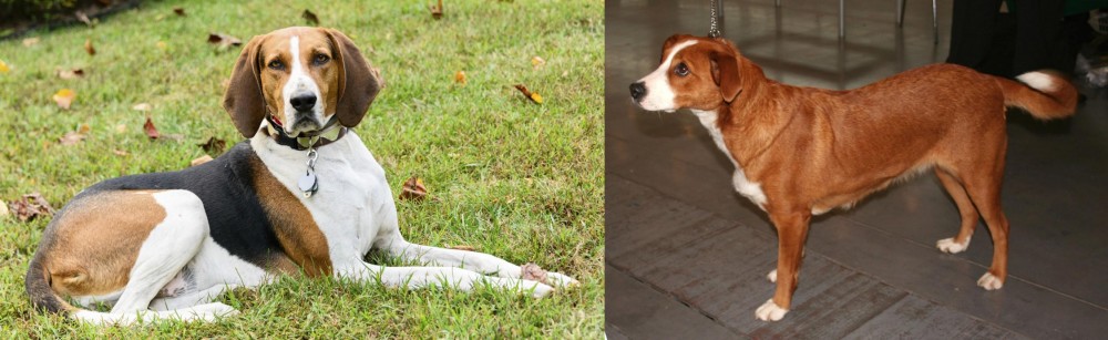 Osterreichischer Kurzhaariger Pinscher vs American English Coonhound - Breed Comparison