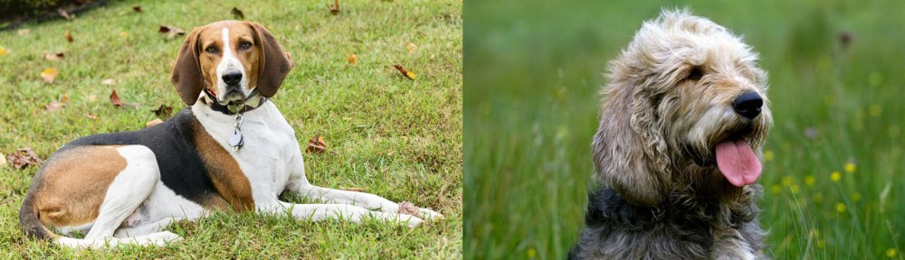 Otterhound vs American English Coonhound - Breed Comparison