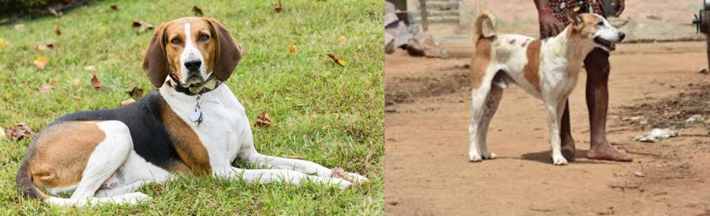 Pandikona vs American English Coonhound - Breed Comparison