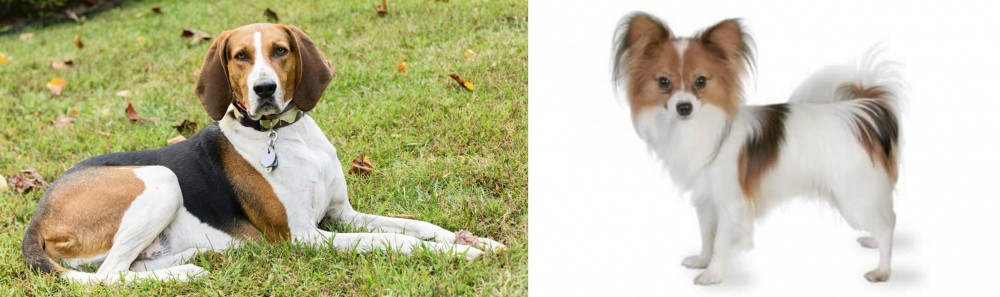 Papillon vs American English Coonhound - Breed Comparison