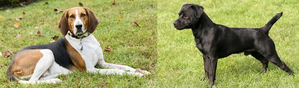 Patterdale Terrier vs American English Coonhound - Breed Comparison