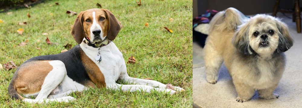 PekePoo vs American English Coonhound - Breed Comparison