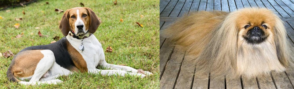 Pekingese vs American English Coonhound - Breed Comparison