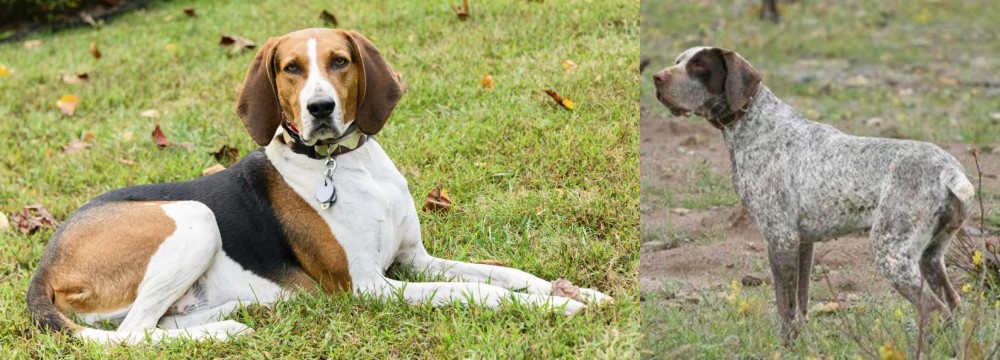 Perdiguero de Burgos vs American English Coonhound - Breed Comparison