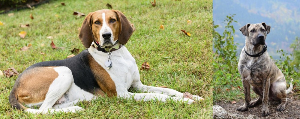 Perro Cimarron vs American English Coonhound - Breed Comparison