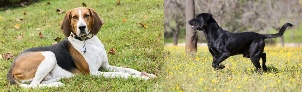Perro de Pastor Mallorquin vs American English Coonhound - Breed Comparison