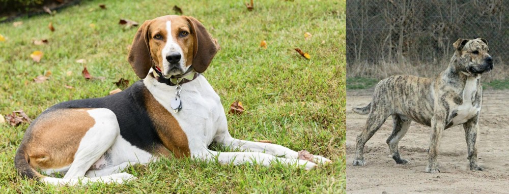 Perro de Presa Mallorquin vs American English Coonhound - Breed Comparison