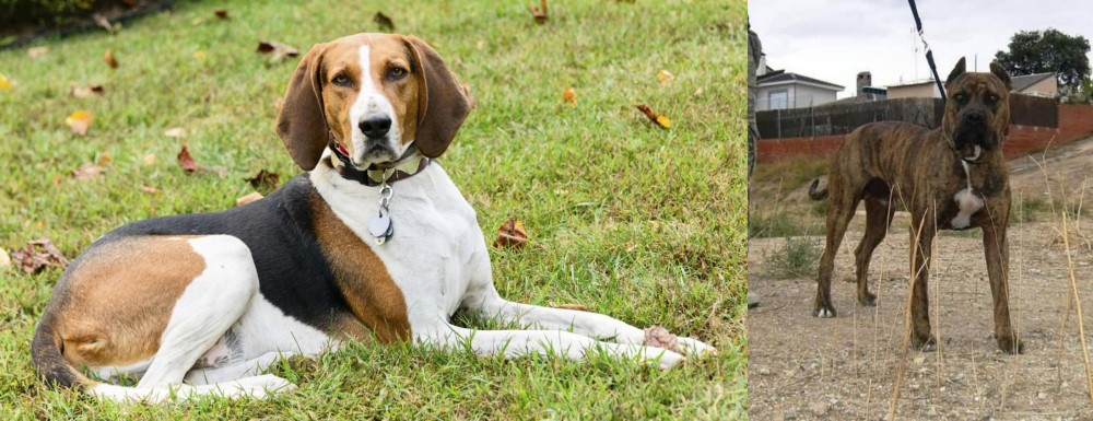 Perro de Toro vs American English Coonhound - Breed Comparison