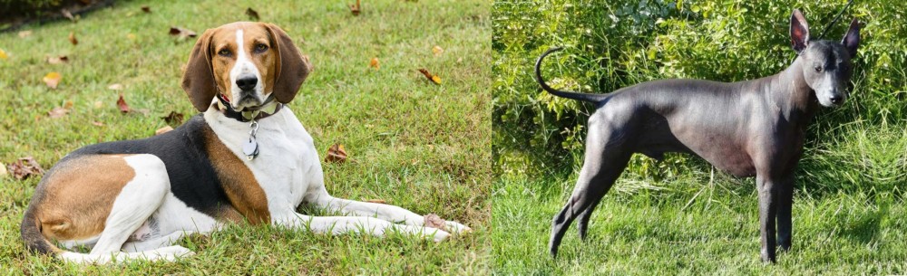 Peruvian Hairless vs American English Coonhound - Breed Comparison