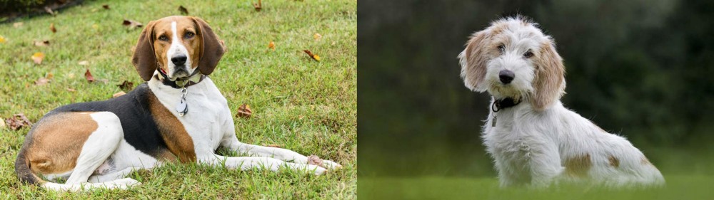 Petit Basset Griffon Vendeen vs American English Coonhound - Breed Comparison