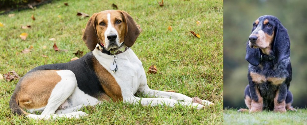 Petit Bleu de Gascogne vs American English Coonhound - Breed Comparison