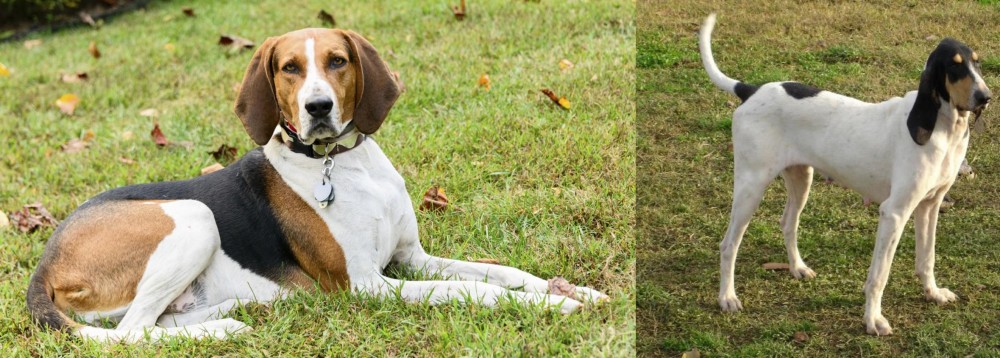 Petit Gascon Saintongeois vs American English Coonhound - Breed Comparison