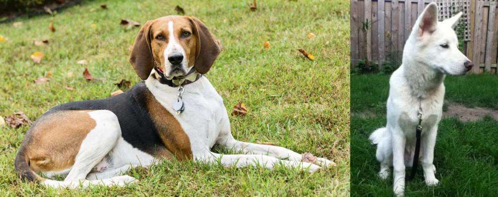 Phung San vs American English Coonhound - Breed Comparison