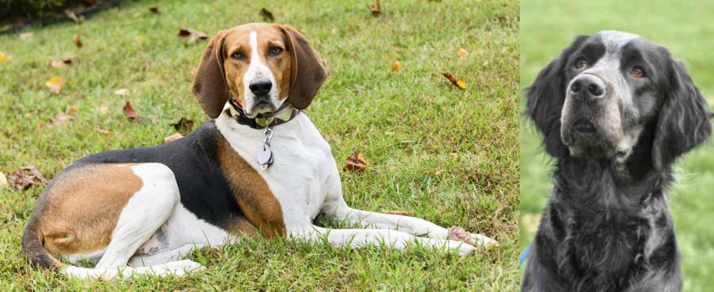 Picardy Spaniel vs American English Coonhound - Breed Comparison