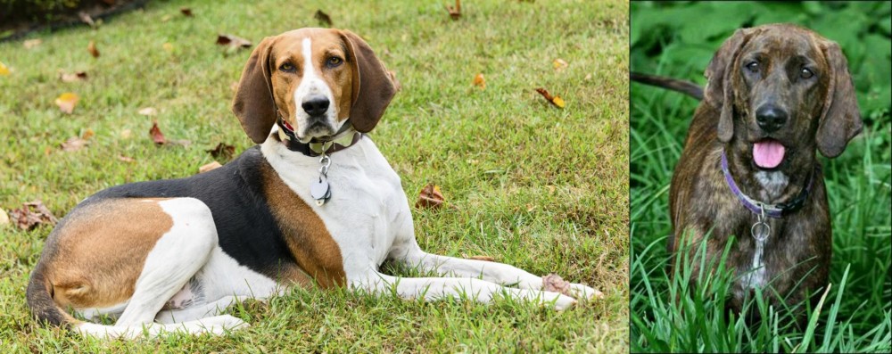 Plott Hound vs American English Coonhound - Breed Comparison