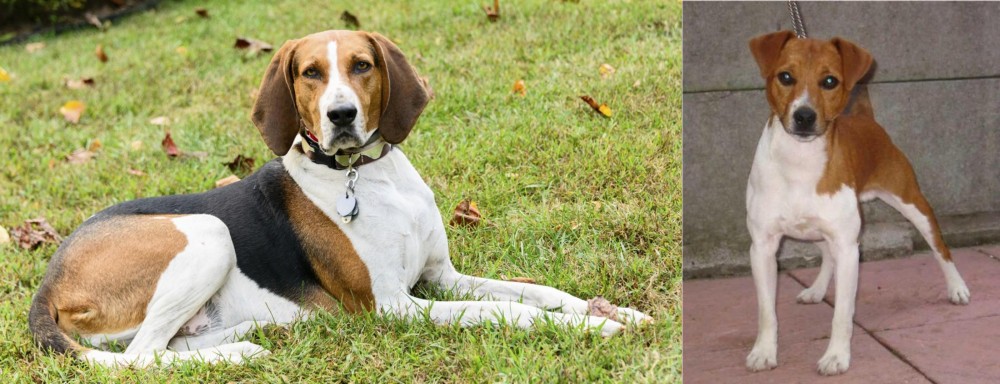 Plummer Terrier vs American English Coonhound - Breed Comparison