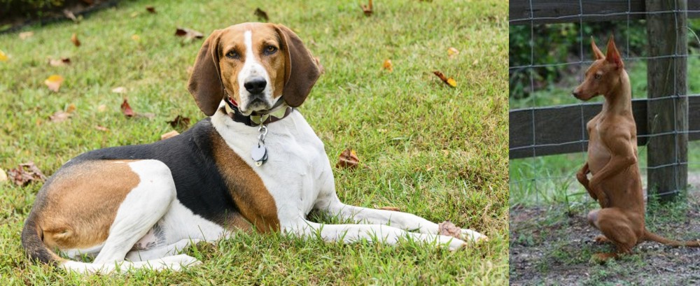 Podenco Andaluz vs American English Coonhound - Breed Comparison