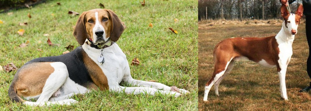 Podenco Canario vs American English Coonhound - Breed Comparison