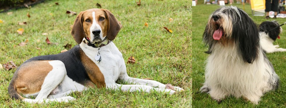 Polish Lowland Sheepdog vs American English Coonhound - Breed Comparison