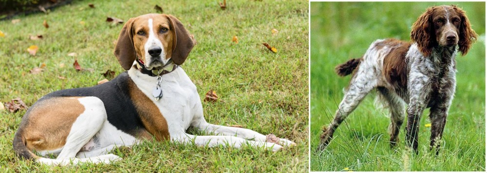 Pont-Audemer Spaniel vs American English Coonhound - Breed Comparison
