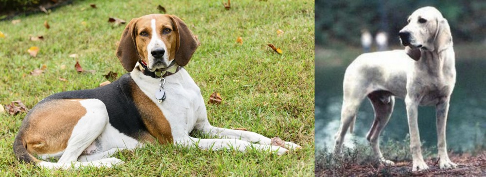 Porcelaine vs American English Coonhound - Breed Comparison