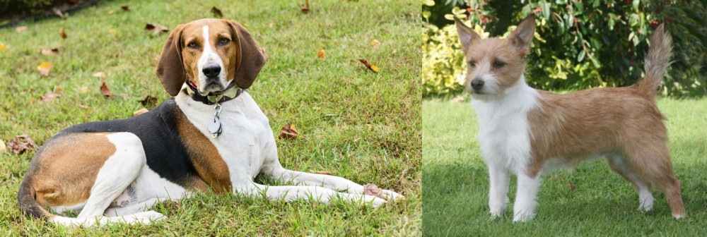 Portuguese Podengo vs American English Coonhound - Breed Comparison
