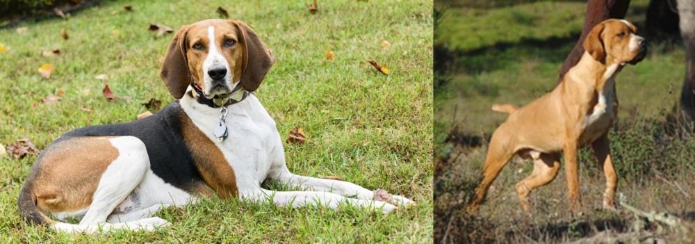 Portuguese Pointer vs American English Coonhound - Breed Comparison