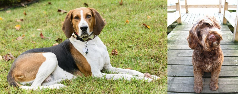 Portuguese Water Dog vs American English Coonhound - Breed Comparison