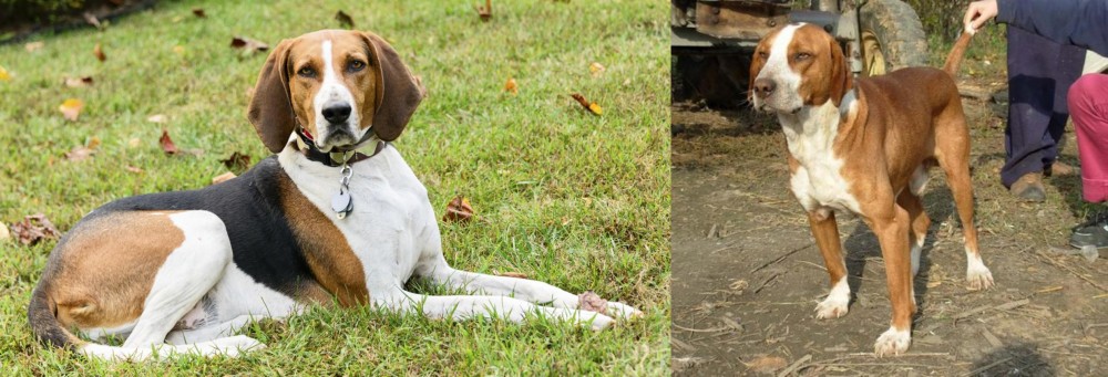 Posavac Hound vs American English Coonhound - Breed Comparison