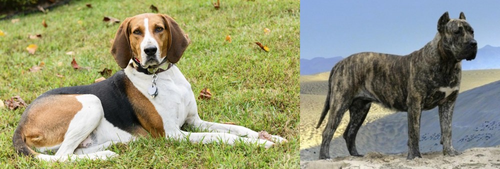 Presa Canario vs American English Coonhound - Breed Comparison